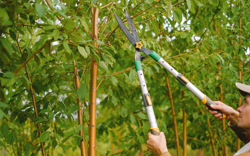 Tree trimming in Titusville, PA